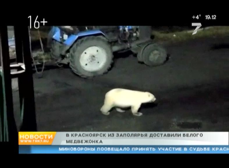 В зоопарке спасли и доставили в Красноярск разлученного с мамой белого медвежонка