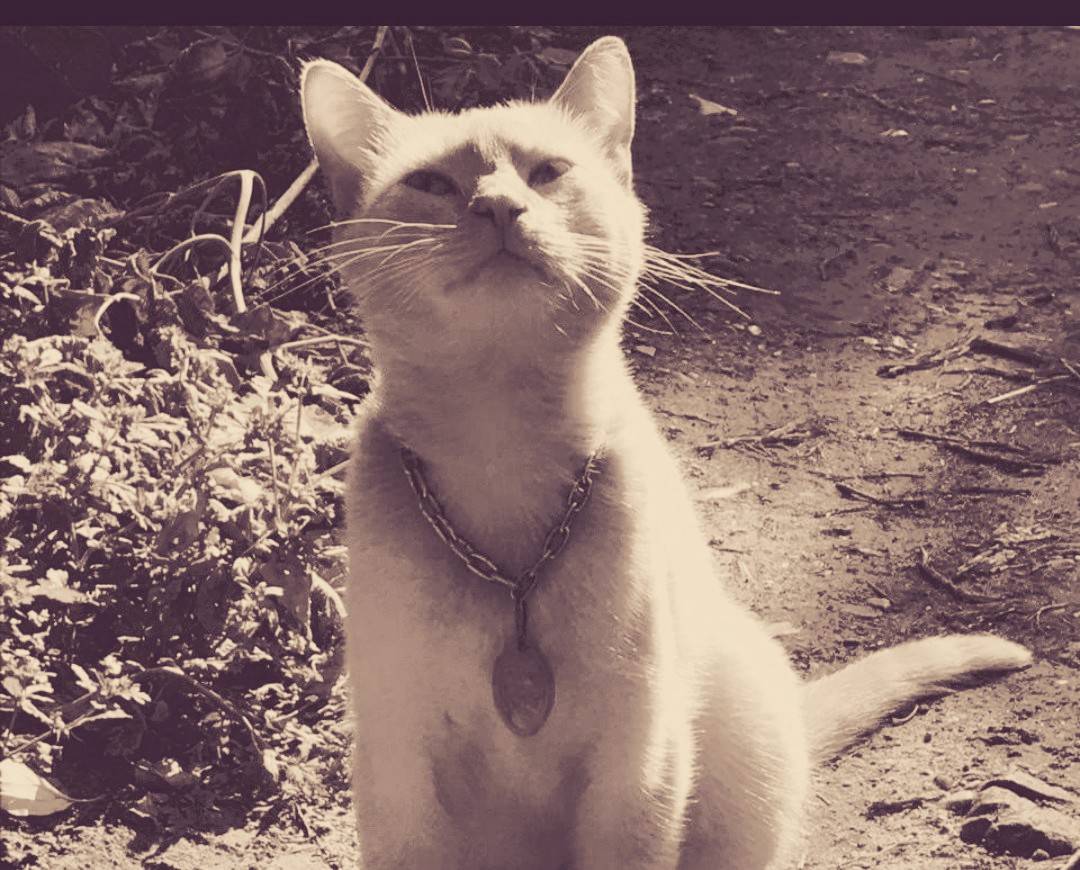 Кот с необычным и дорогим медальоном прибился к офису Красноярскэнергосбыта