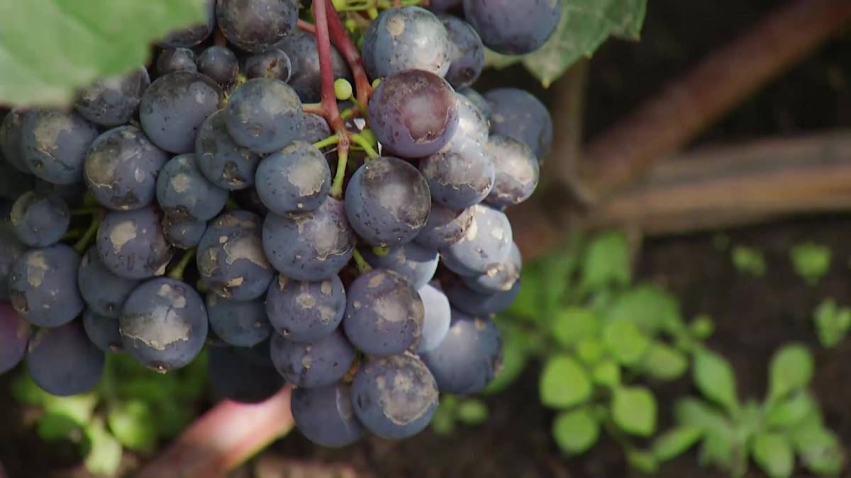 Садовод из Красноярска вырастил 50 сортов винограда на своём участке