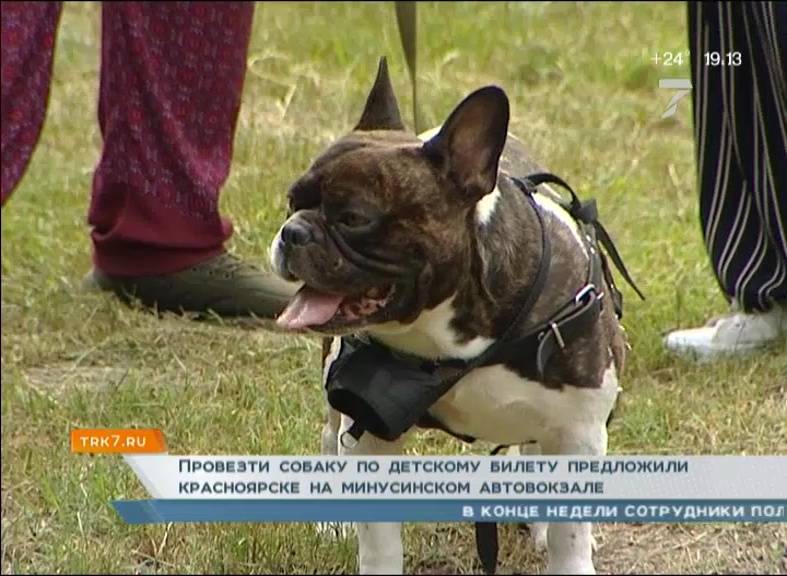 В Минусинске женщину заставили заплатить за проезд собаки как за ребенка