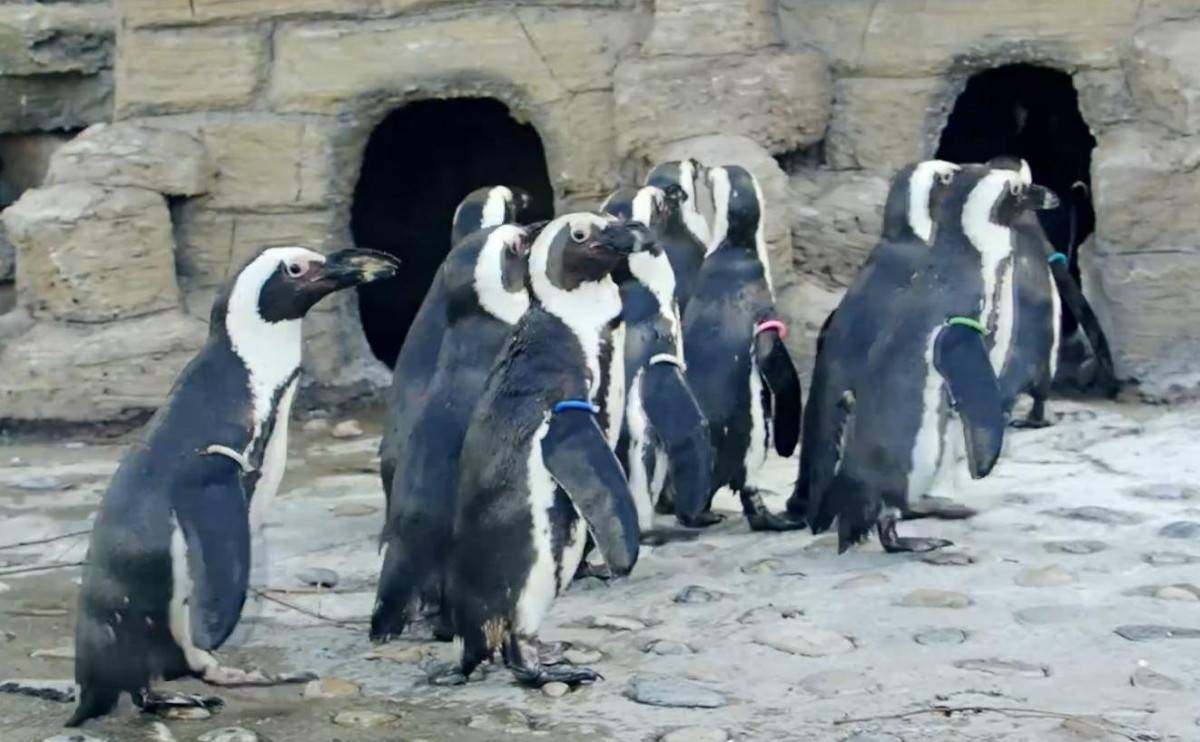 Видео: В «Роевом ручье» показали новоселье очковых пингвинов