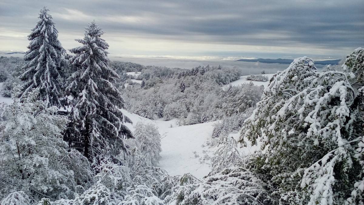 winter_snow_nature_landscape_trees_snow_winter_nature_spruce_winter_dream-206431.jpg