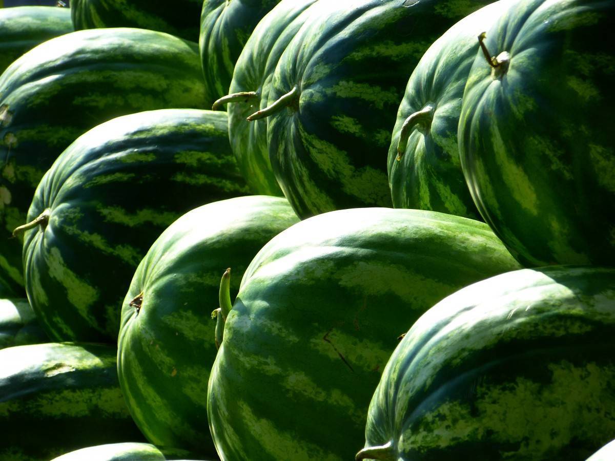 melons_water_melons_fruit_green_watermelon-981828.jpg