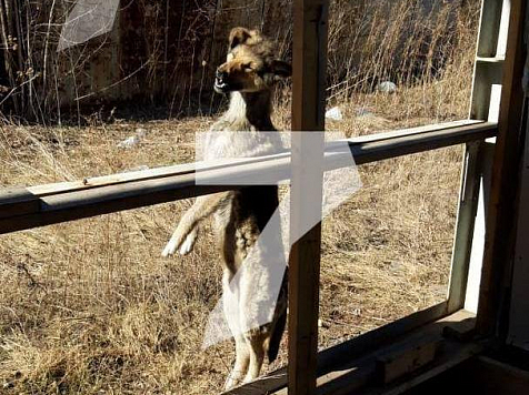 В Красноярске неизвестные повесили собаку на проволоке. Фото: «7 канал»