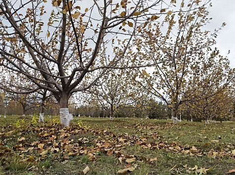 В Красноярске яблоневый сад острова Татышев подготовили к зиме. Фото: администрация Красноярска