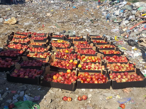 В Красноярске уничтожили 2,5 центнера запретных польских яблок. Фото: пресс-служба управления Россельхознадзора по краю