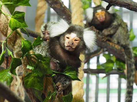 В «Роевом ручье» родились мини-обезьянки. Фото: vk.com/roevzoo