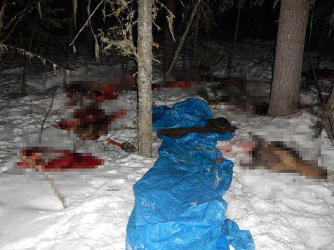 Охотники безжалостно убили беременную лосиху и разделали труп прямо в лесу (фото)					     title=