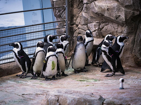 Осторожные пингвины «Роева ручья» сначала испугались панорамной камеры 360°, а потом стали клевать ее как игрушку. Фото: «Роев ручей»
