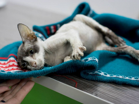 Врачи спасают истощенного котенка-сфинкса со сломанным тазом. Фото: Елена Новохацкая / vk.com