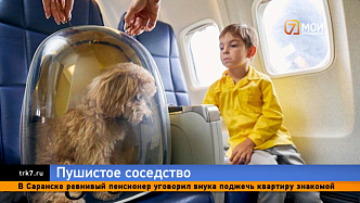 Животным разрешили летать в салоне самолетов: что о пушистых пассажирах думают красноярцы
