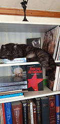 Потерявшегося кота Бориса из Библиотеки-музея Астафьева ищут в Овсянке