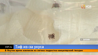 Ребёнок заразился тифом после укуса клеща в Ужурском районе Красноярского края