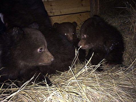 После жестокого убийства матери под Красноярском нашли четверых медвежат в берлоге. Фото: «Конный клуб „Храброе сердце“» / vk.com