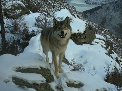 «Волк-улыбака». Объясняем, почему попавший в фотоловушку зверь смотрит в камеру и улыбается. Фото: sayanzapoved.ru