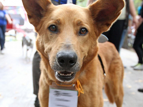 Бездомных собак в Красноярске будут отлавливать гуманно. И усыплять только заразных. Фото: mos.ru