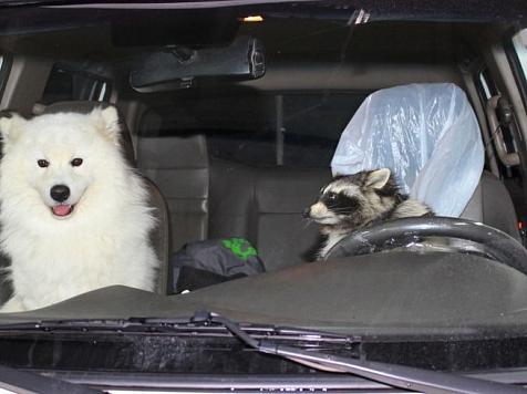 Еноту и самоеду из зоопарка устроили милую фотосессию в машине с ремнями безопасности (фото). Фото: gibdd.ru