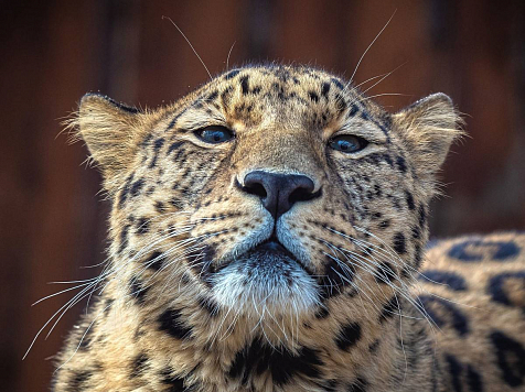 Голубоглазому леопарду из зоопарка исполнилось 10 лет. Фото: vk.com/roevzoo