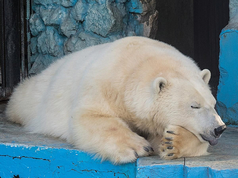Сотрудники зоопарка гадают о появлении у пары медведей потомства. Фото: «Роев ручей» / vk.com
