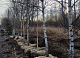 В Красноярске появятся более 4,5 тысяч новых деревьев и кустарников