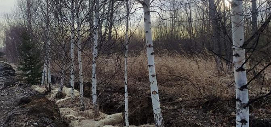 В Красноярске появятся более 4,5 тысяч новых деревьев и кустарников
