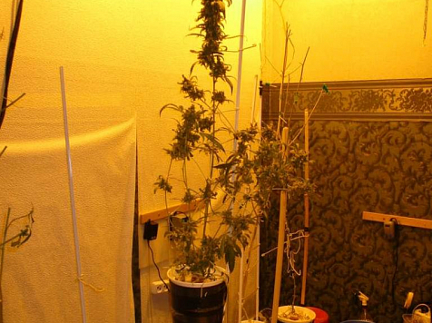 Полиция нашла наркооранжерею в одной из квартир Норильска. Фото: ГУ МВД по Красноярскому краю