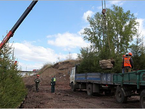 Чиновники пообещали за месяц высадить 25 тысяч деревьев. Фото: admkrsk.ru
