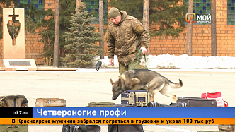 Соревнования специальных обученных собак прошли в Красноярске 