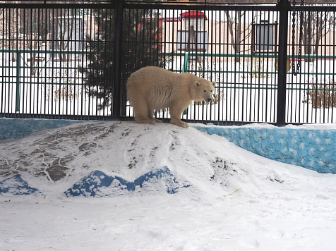 ﻿Спасенного на севере края медвежонка назвали латинским именем. Фото: vk.com/roevruchey