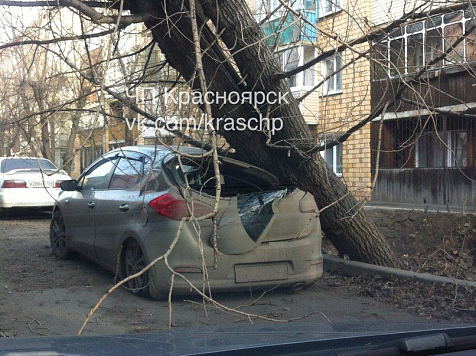 Ночной ветер повалил дерево на Ford в районе парка Гагарина. vk.com/kraschp