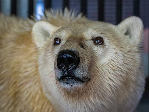 Стресс и голодуха: ветеринаров беспокоит состояние полярной медведицы. Фото: Андрей Горбань