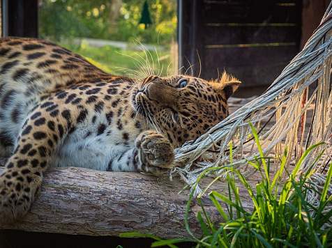 Смотрите, как леопард из «Роева ручья» играет с веревками: трогательная фотосессия. Фото: vk.com/roevruchey