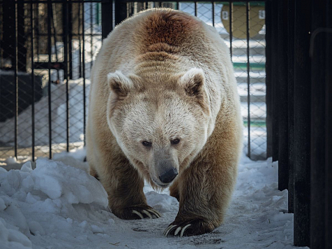 Медведь из «Роева ручья» предсказал конец зимы. Фото: vk.com/roevruchey