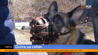 Неизвестный залил глаза овчарке газовым баллончиком в Красноярске 