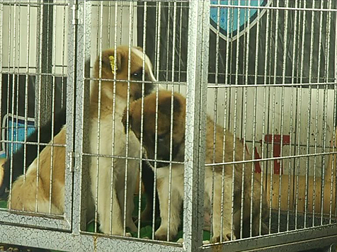 Назван новый подрядчик по отлову бездомных собак в Красноярске. Кадр: архив «7 канала»