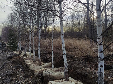 В Красноярске появятся более 4,5 тысяч новых деревьев и кустарников. Фото: администрация Красноярска