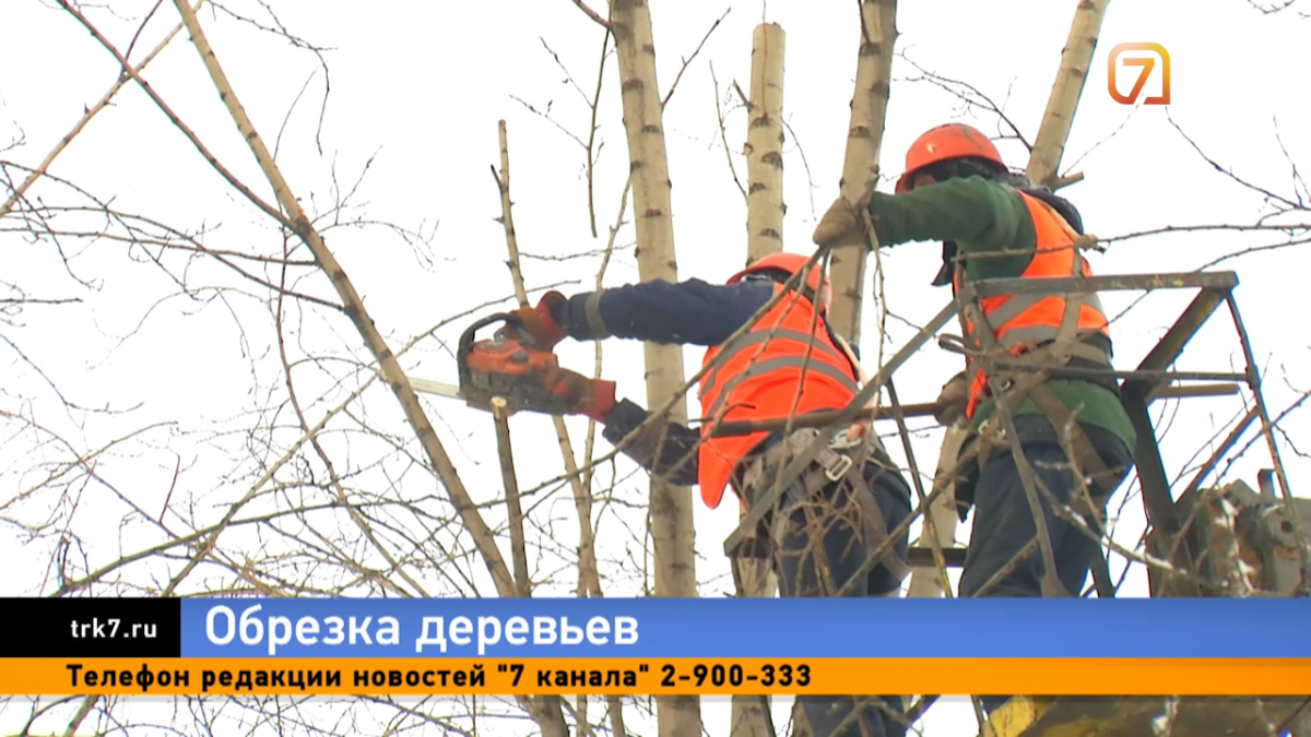 В Красноярске началась сезонная зимняя обрезка деревьев — Новости  Красноярска на 7 канале