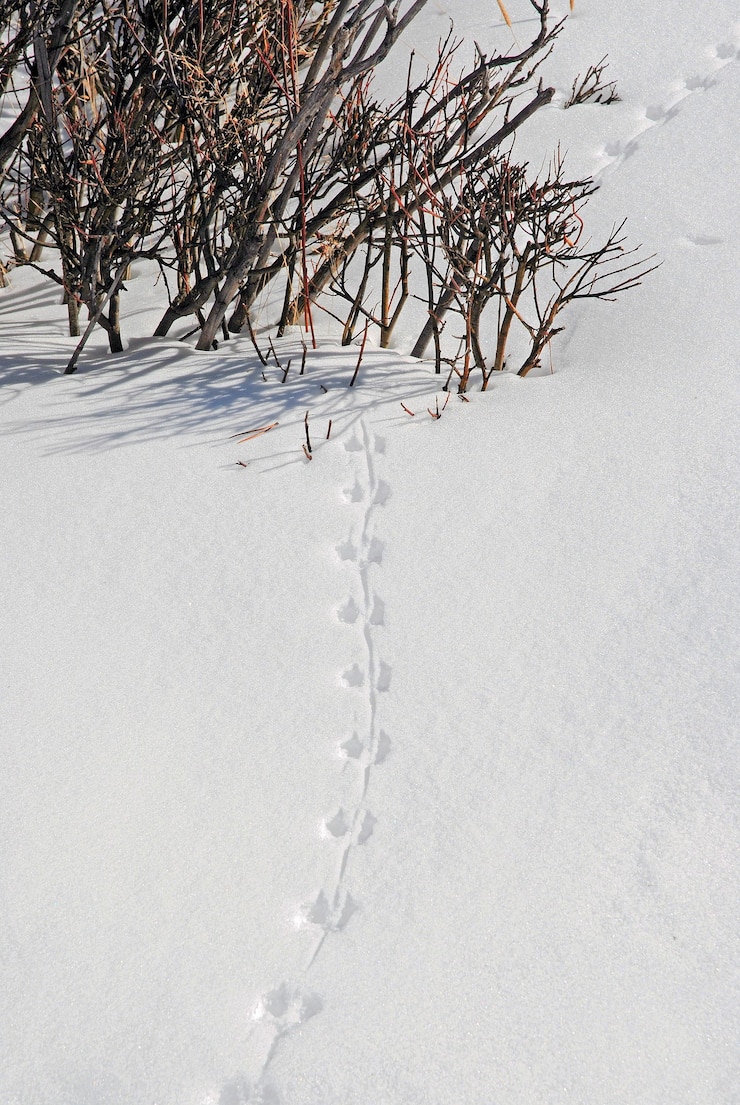 В Красноярском крае диких животных пересчитают по следам на снегу