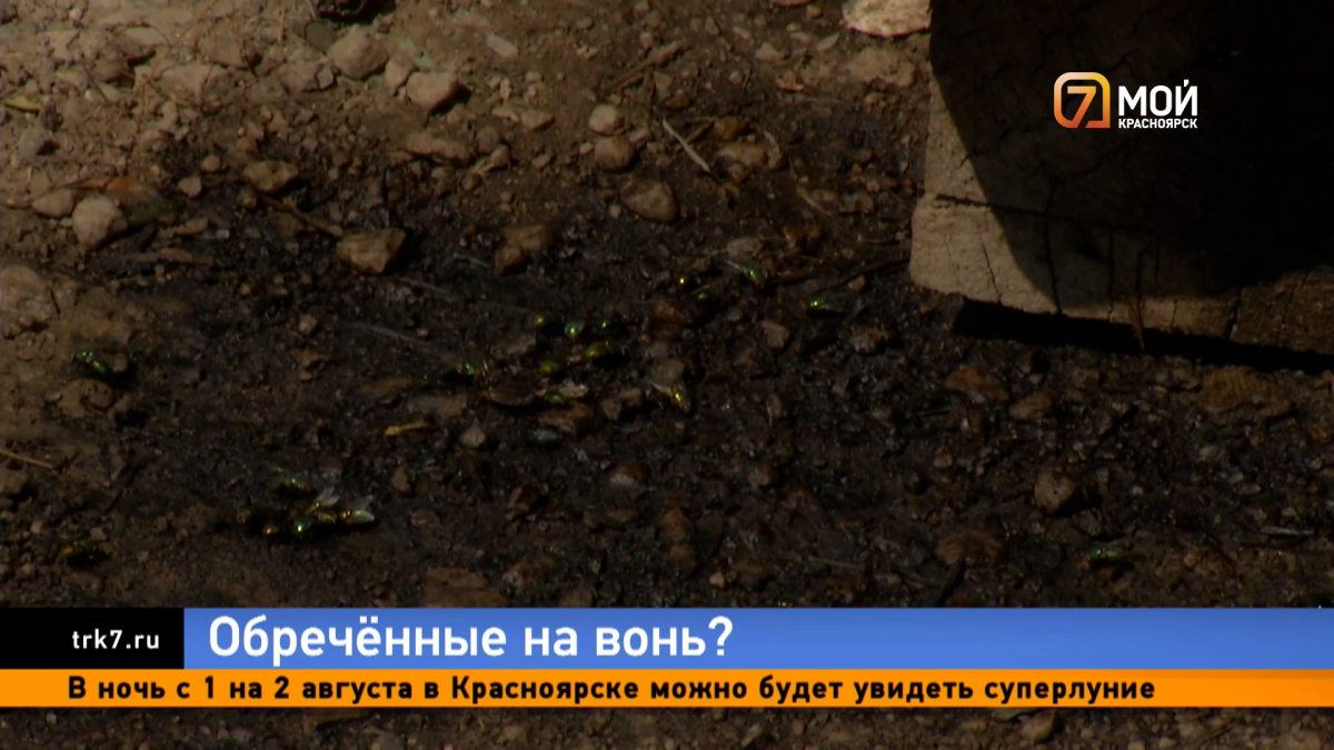В Красноярске рой мух атаковал жителей Водников из-за выкинутого в мусорку мяса