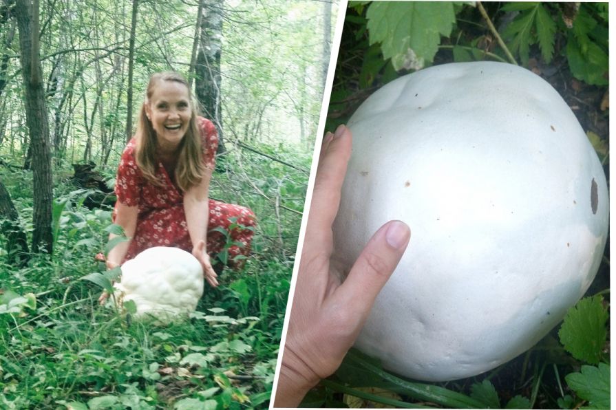 Огромные съедобные грибы нашли в Красноярске 