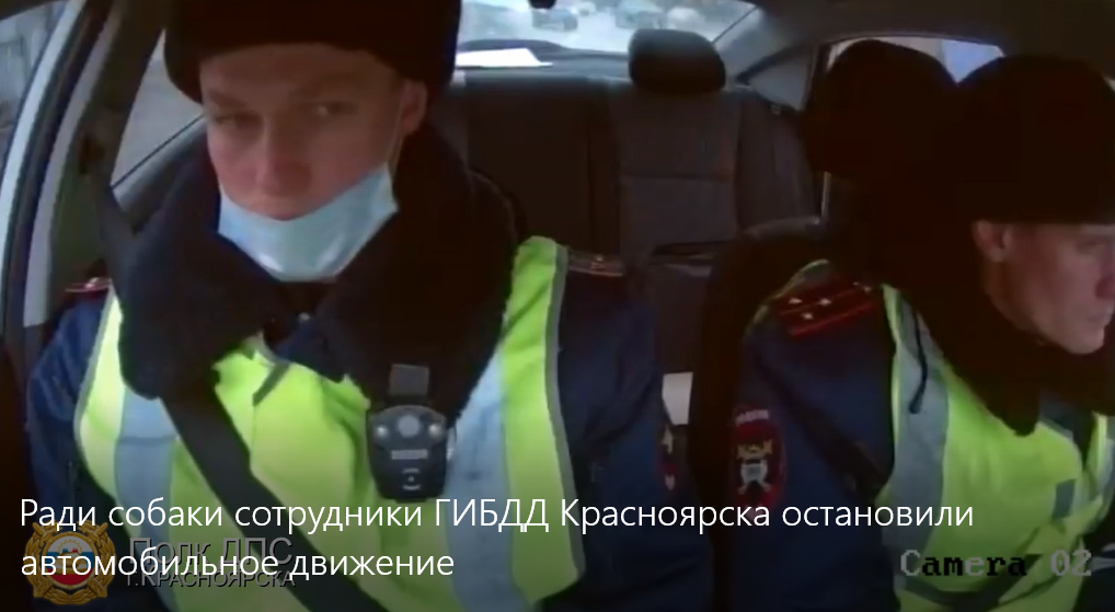 Ради собаки сотрудники ГИБДД Красноярска остановили автомобильное движение
