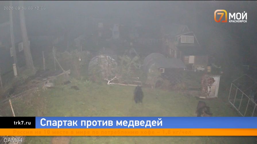 Нейросетевой медвежий фейк: где в Красноярске действительно бродят крупные хищники?