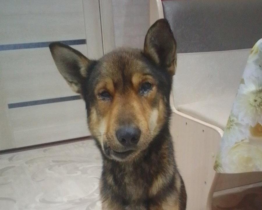 В Красноярске спасают собаку из Канска, которую пытался убить её хозяин