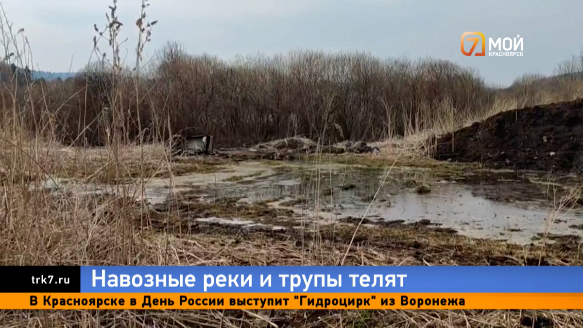 Берег реки под Красноярском завалили трупами телят и навозом