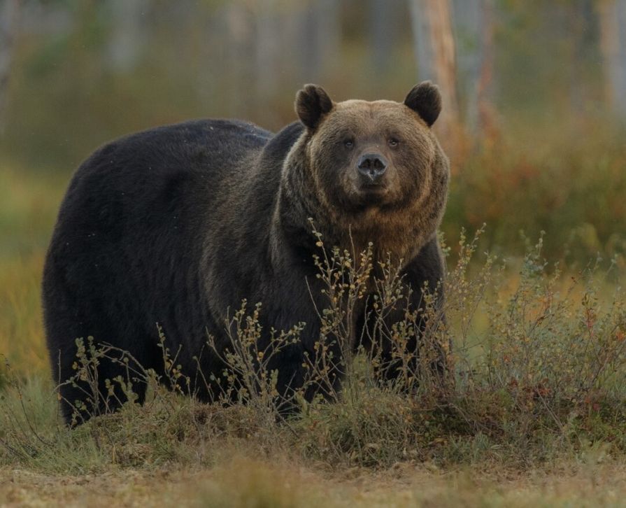 «Мама! Я дура!»: в Красноярском крае женщина лицом к лицу столкнулась с медведем 