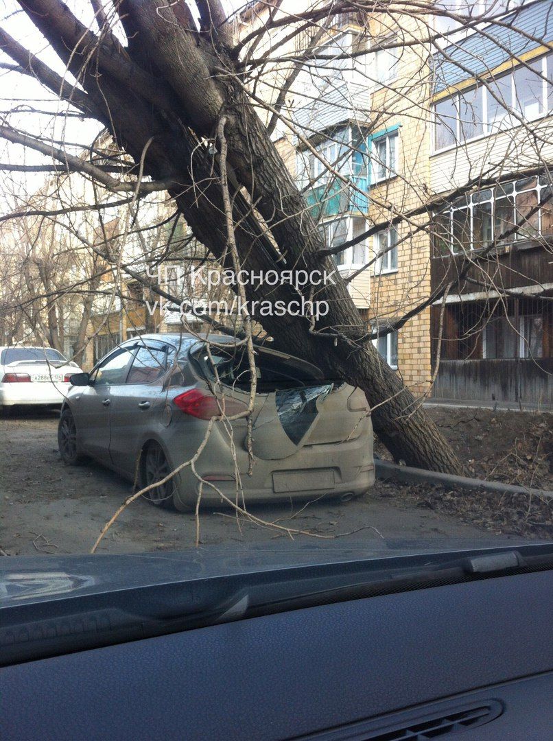 Ветер в красноярске сегодня. Красноярск дерево упало на машину. ЧП Красноярск Демьяна бедного. Красноярск бедный.