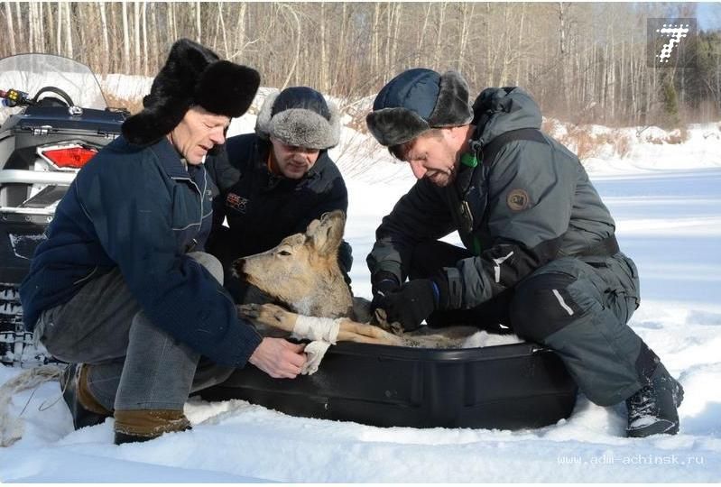 Помощь животным ачинск