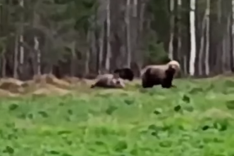 В Красноярском крае мужчина наругал семейство медведей за прогулку возле сарая
