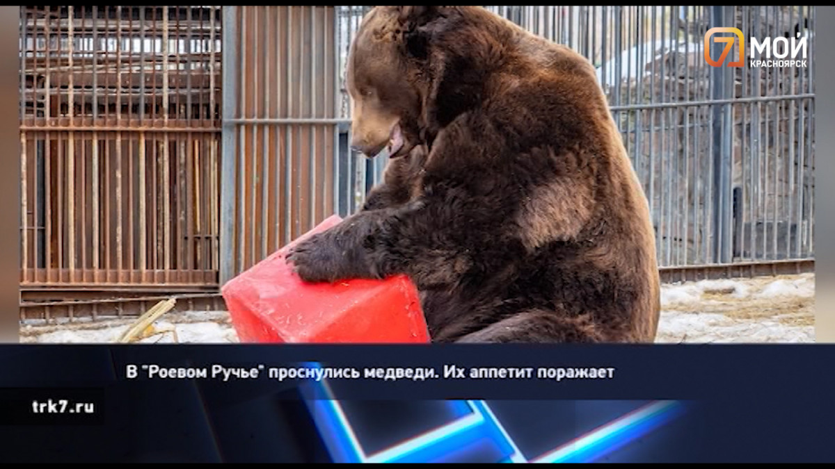 Красноярские медведи, гречка, сахар и помощь бизнесу: подборка самых хороших новостей