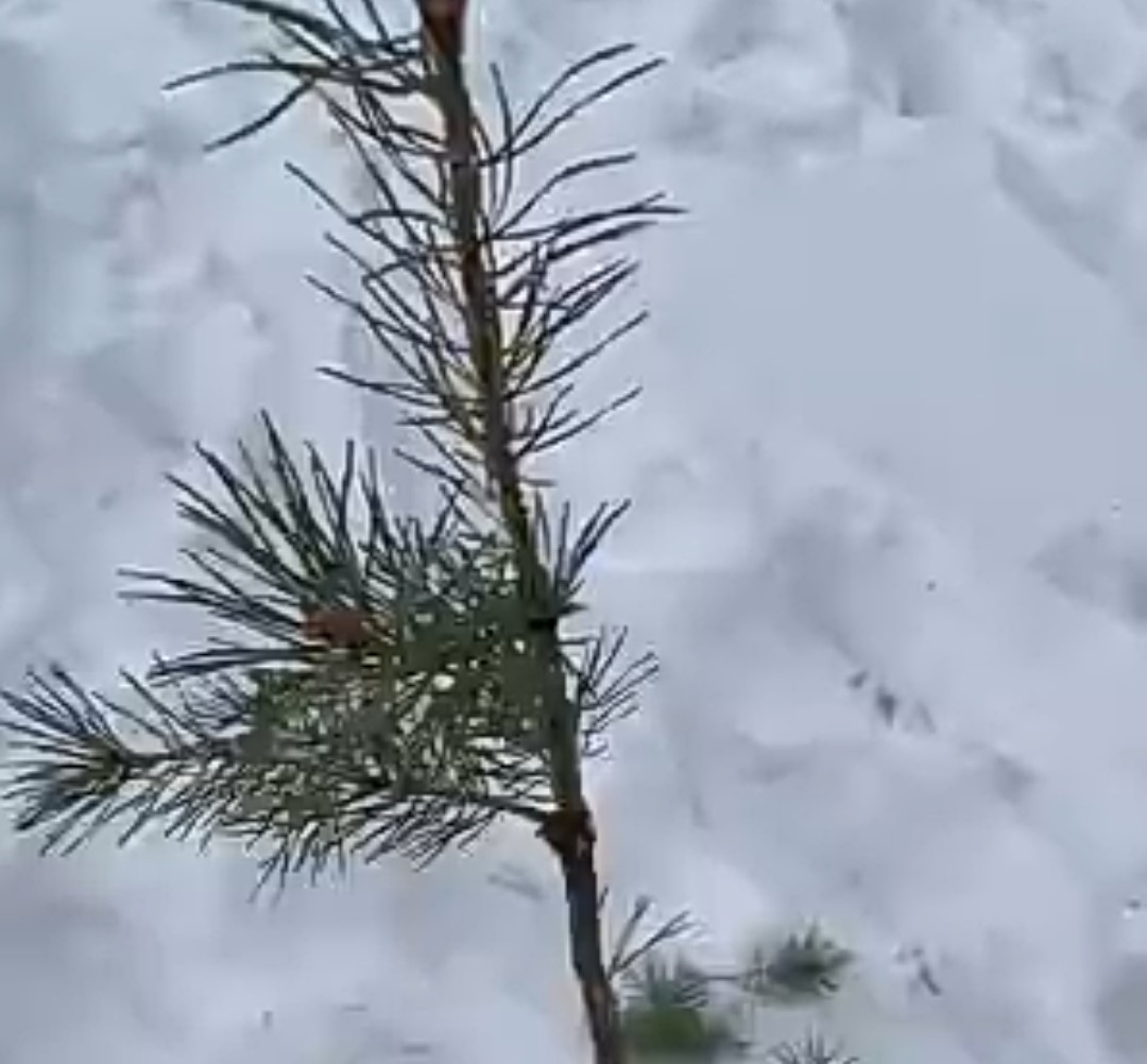 Хвойная видео. Ободранная сосна. Обрезка деревьев в Гремячей гриве Красноярск.